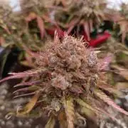 Auto Pablo Escobar Divine seeds