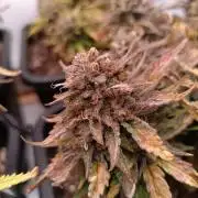 Divine Seeds Auto Moon Rock Contest 2025