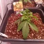 Divine Seeds Auto Moon Rock Contest 2025