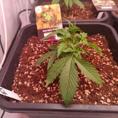 Divine Seeds Auto Moon Rock Contest 2025