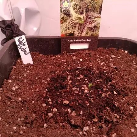 Auto Pablo Escobar Divine seeds