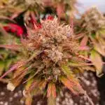 Auto Pablo Escobar Divine seeds