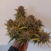 Auto Pablo Escobar Divine seeds