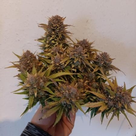 Auto Pablo Escobar Divine seeds