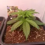 Auto Pablo Escobar Divine seeds