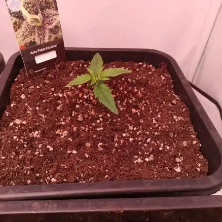 Auto Pablo Escobar Divine seeds