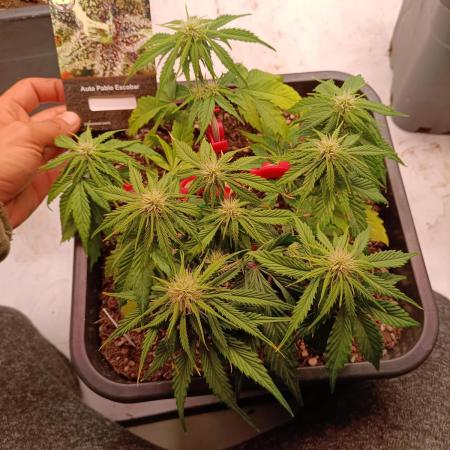 Auto Pablo Escobar Divine seeds