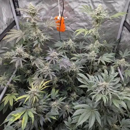 Dimension 369 Brothers Grimm Seeds