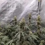 Cinderella 99