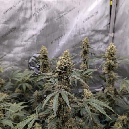 Cinderella 99