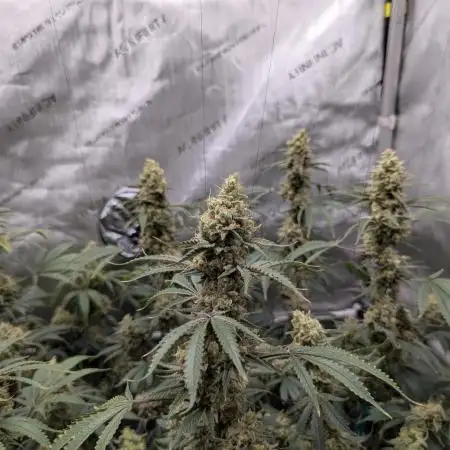 Cinderella 99