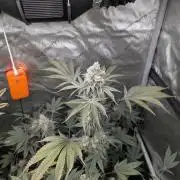 Dimension 369 Brothers Grimm Seeds