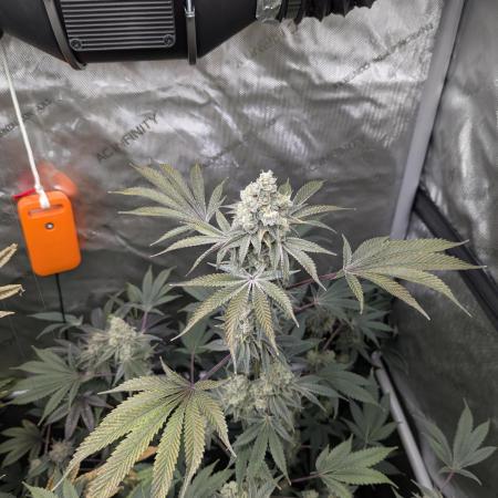 Dimension 369 Brothers Grimm Seeds
