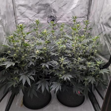 Cinderella 99