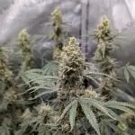 Cinderella 99