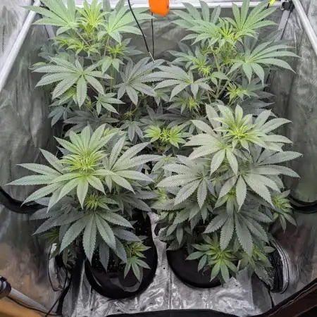 Dimension 369 Brothers Grimm Seeds