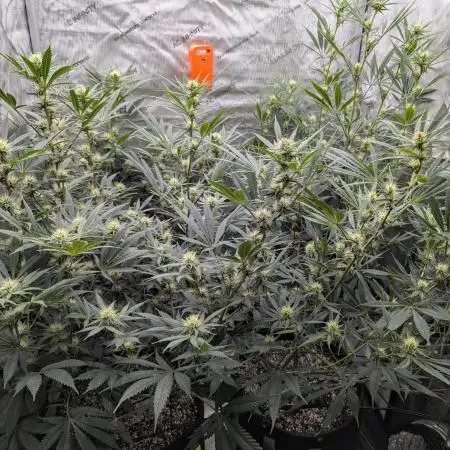 Cinderella 99