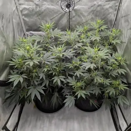 Cinderella 99