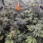 Dimension 369 Brothers Grimm Seeds
