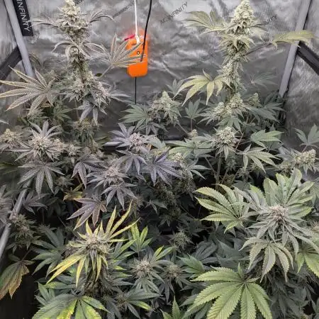 Dimension 369 Brothers Grimm Seeds