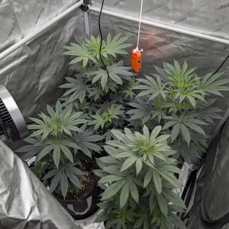 Dimension 369 Brothers Grimm Seeds