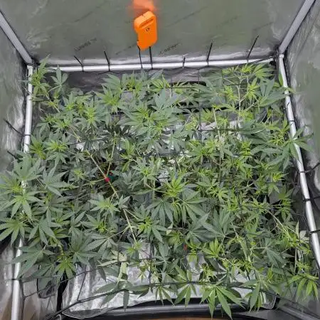 Cinderella 99
