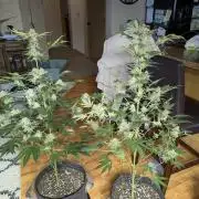 Dimension 369 Brothers Grimm Seeds