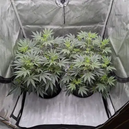 Cinderella 99