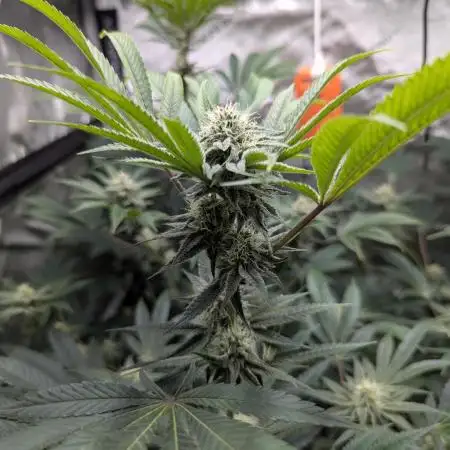 Dimension 369 Brothers Grimm Seeds