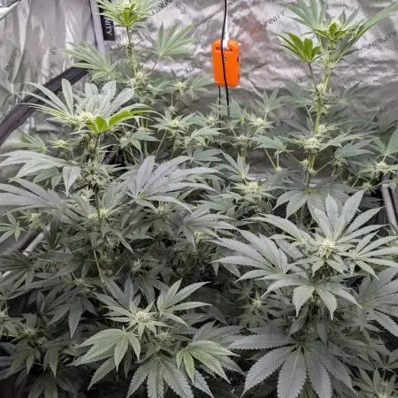 Dimension 369 Brothers Grimm Seeds