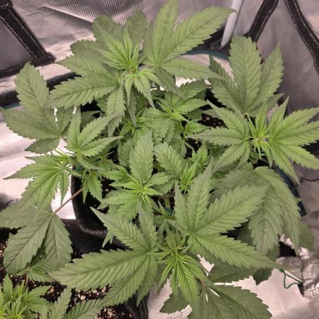 second grow, opinions?