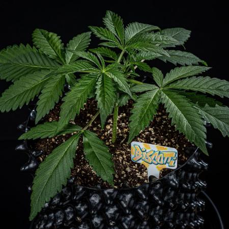 Biscotti Auto Green House Seed Co.