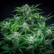 Strawberry Zkittlez Auto Ganja Farmer