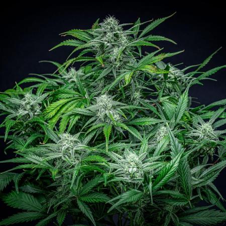 Strawberry Zkittlez Auto Ganja Farmer