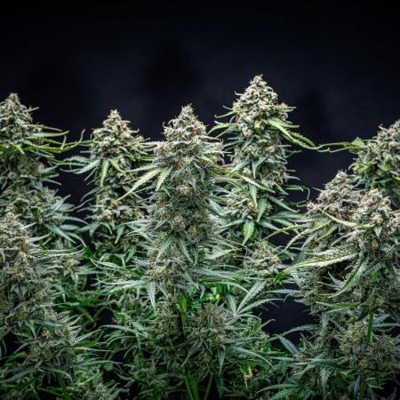 Banana Blaze Auto Dutch Passion