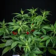Purple Lemonade Auto RF3 Fast Buds