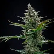 Passion Fruitz Automatic Zamnesia