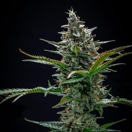 Passion Fruitz Automatic Zamnesia