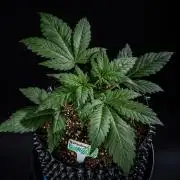 Strawberry Gorilla Auto RF3 Fast Buds