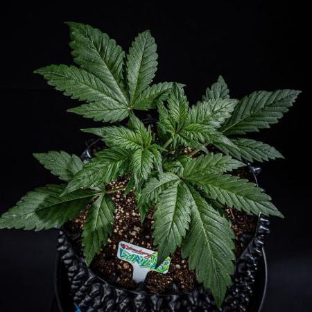 Strawberry Gorilla Auto RF3 Fast Buds