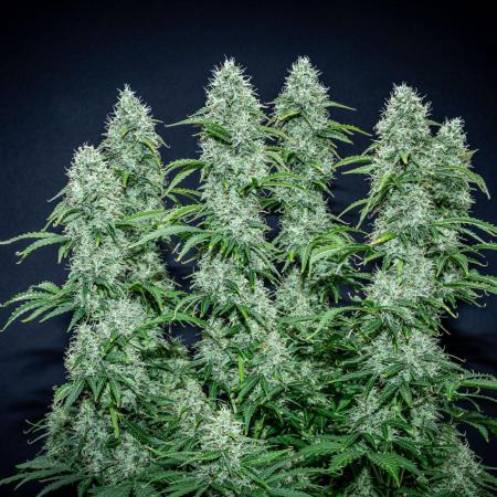 Dutch Treat Auto Zamnesia Seeds
