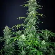 Ghost Train Haze Autoflower Zamnesia