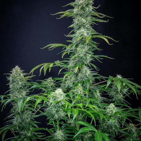 Ghost Train Haze Autoflower Zamnesia