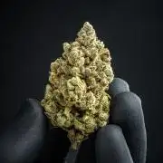 Franco's Fullgas! Green House Seed Co.