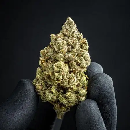 Franco's Fullgas! Green House Seed Co.