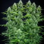 Dutch Treat Auto Zamnesia Seeds
