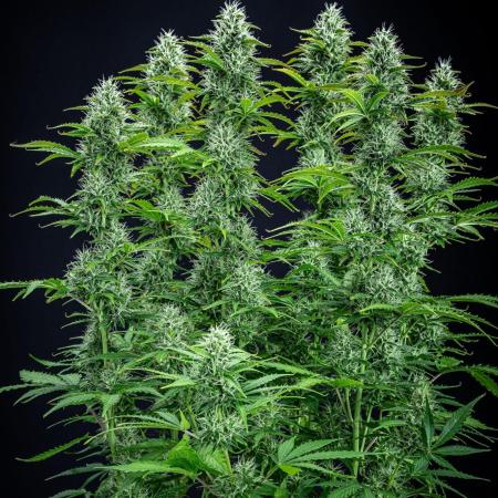 Dutch Treat Auto Zamnesia Seeds