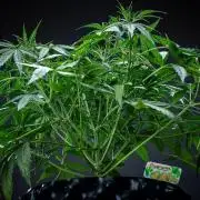 Sensi Supreme Oak Automatic Sensi Seeds