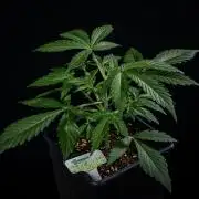Guava Sundae Auto Fast Buds