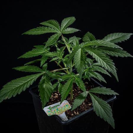 Guava Sundae Auto Fast Buds
